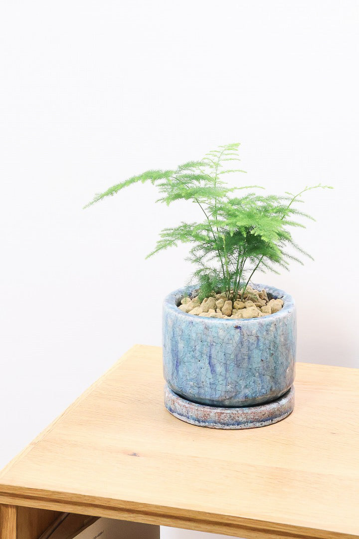 【アスパラガス ナナス】寒さにとても強い！ふんわりとしたフォルムも素敵♪今回はかわいいミニサイズでの入荷です！