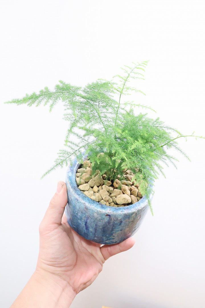 【アスパラガス ナナス】寒さにとても強い！ふんわりとしたフォルムも素敵♪今回はかわいいミニサイズでの入荷です！