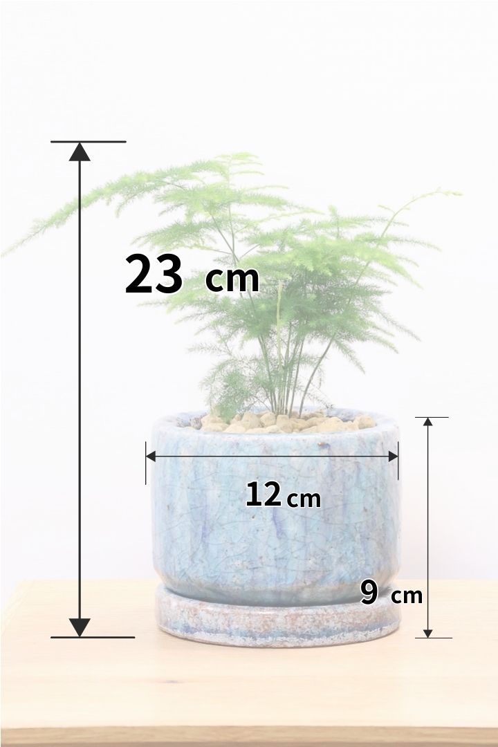 【アスパラガス ナナス】寒さにとても強い！ふんわりとしたフォルムも素敵♪今回はかわいいミニサイズでの入荷です！