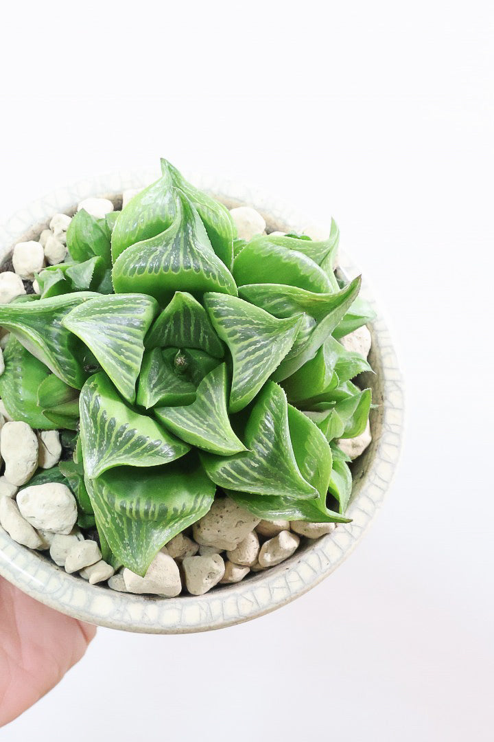 【ハオルチア レツーサ】限定1鉢！星形のかわいいフォルムだけど葉はすごく硬いんです！