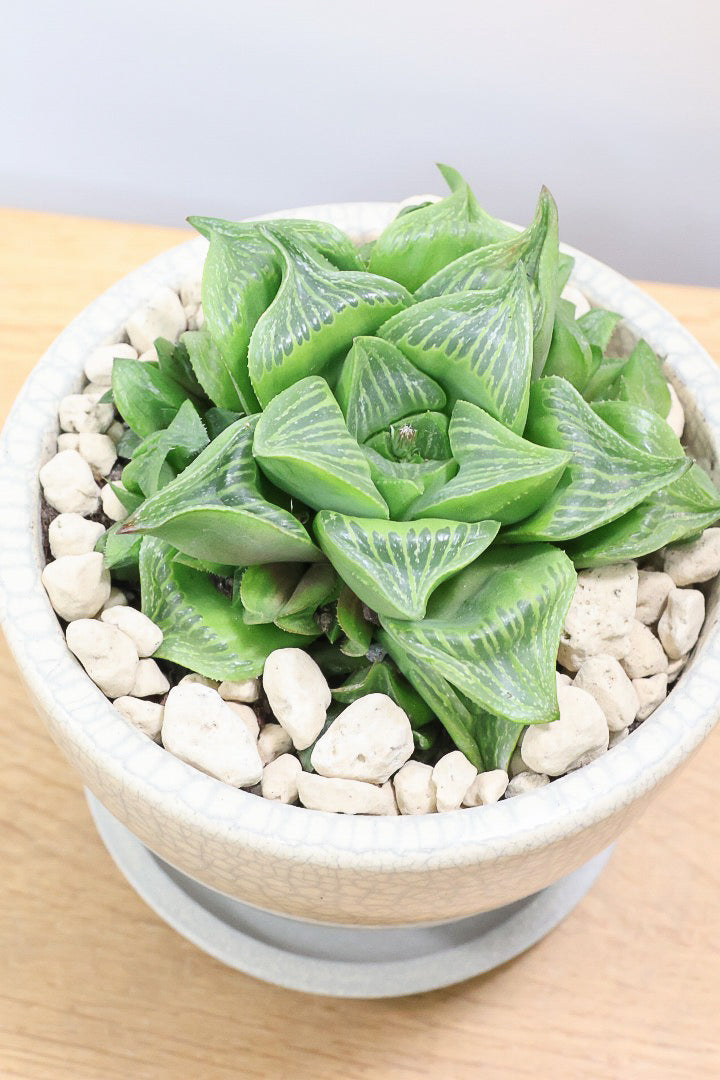 【ハオルチア レツーサ】限定1鉢！星形のかわいいフォルムだけど葉はすごく硬いんです！