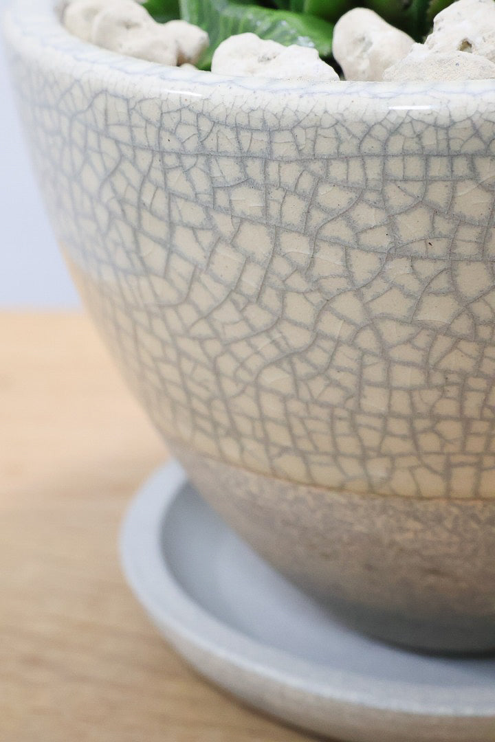 【ハオルチア レツーサ】限定1鉢！星形のかわいいフォルムだけど葉はすごく硬いんです！