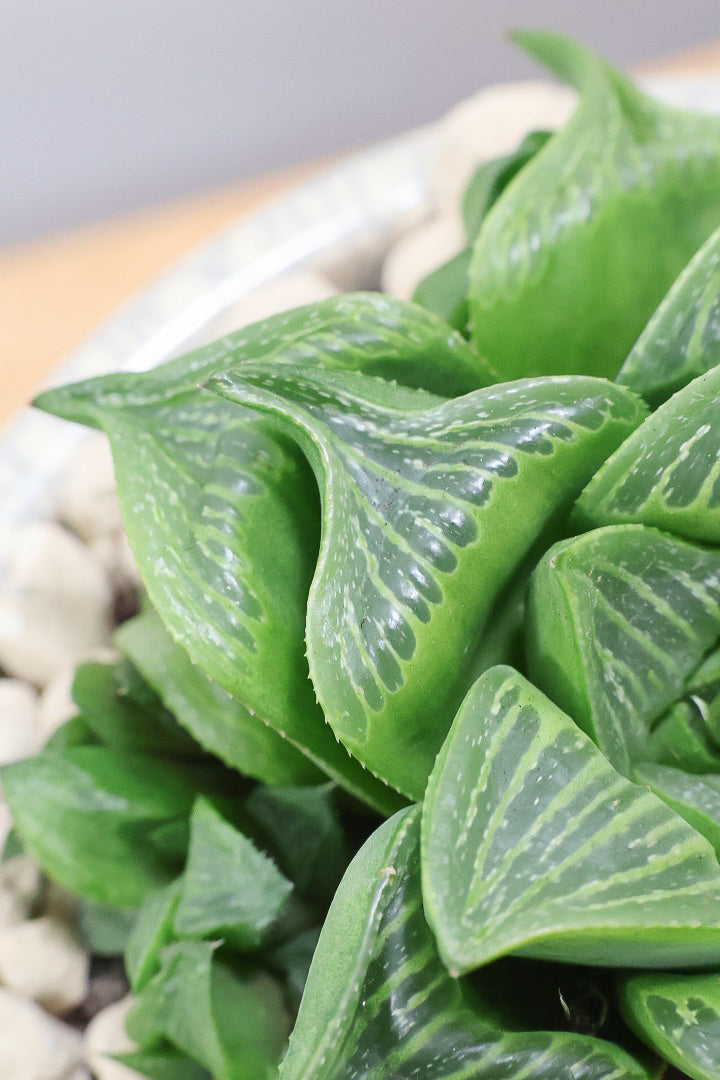 【ハオルチア レツーサ】限定1鉢！星形のかわいいフォルムだけど葉はすごく硬いんです！