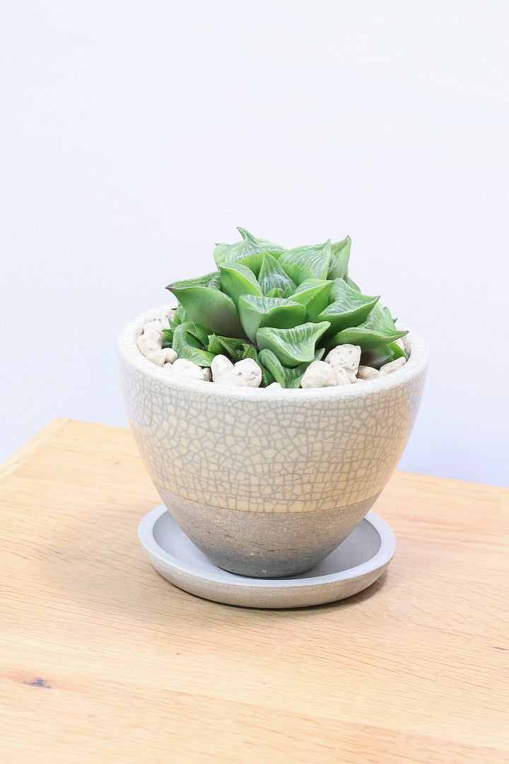 【ハオルチア レツーサ】限定1鉢！星形のかわいいフォルムだけど葉はすごく硬いんです！