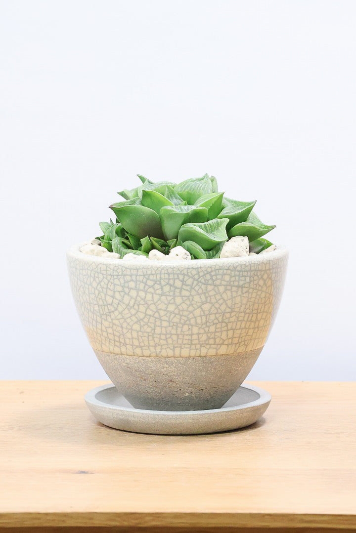 【ハオルチア レツーサ】限定1鉢！星形のかわいいフォルムだけど葉はすごく硬いんです！