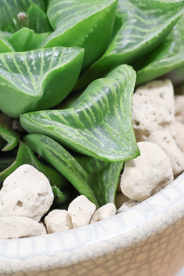 【ハオルチア レツーサ】限定1鉢！星形のかわいいフォルムだけど葉はすごく硬いんです！