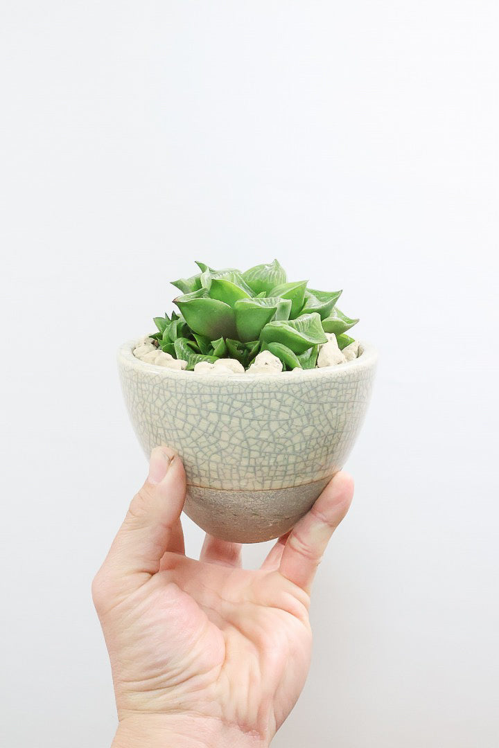 【ハオルチア レツーサ】限定1鉢！星形のかわいいフォルムだけど葉はすごく硬いんです！