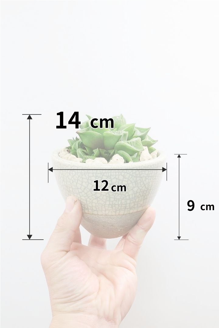 【ハオルチア レツーサ】限定1鉢！星形のかわいいフォルムだけど葉はすごく硬いんです！