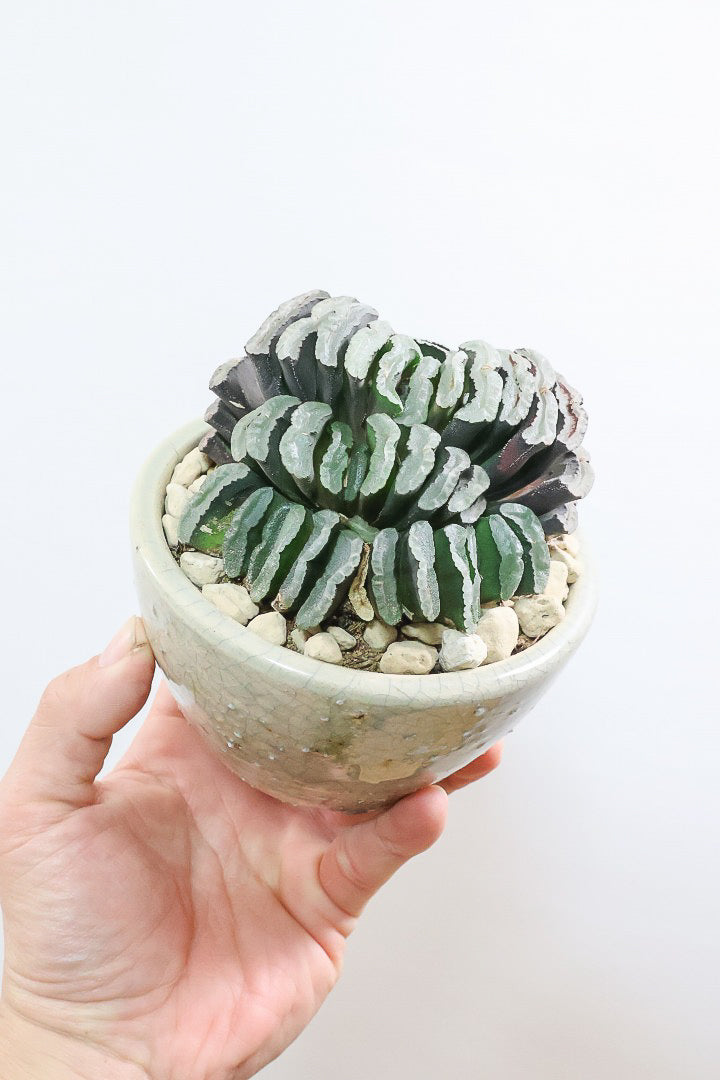 【ハオルチア 玉扇】限定1鉢！ハオルチアの中でも最高峰の硬葉タイプ！フォルムもキモカワで素敵♪