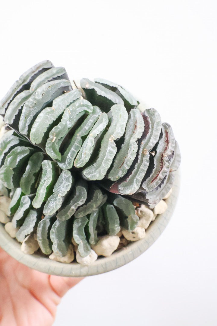 【ハオルチア 玉扇】限定1鉢！ハオルチアの中でも最高峰の硬葉タイプ！フォルムもキモカワで素敵♪