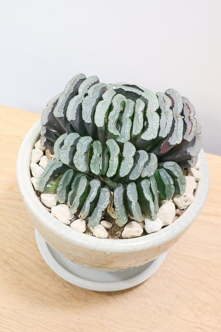 【ハオルチア 玉扇】限定1鉢！ハオルチアの中でも最高峰の硬葉タイプ！フォルムもキモカワで素敵♪