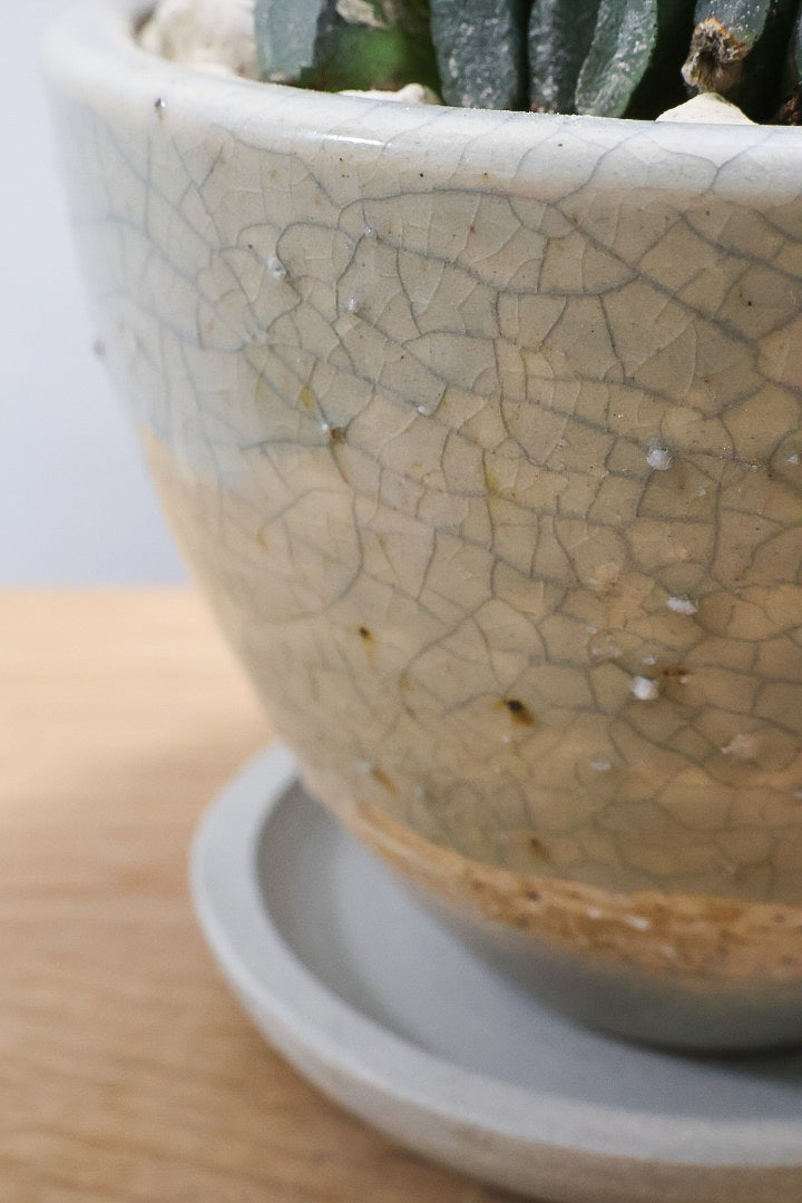 【ハオルチア 玉扇】限定1鉢！ハオルチアの中でも最高峰の硬葉タイプ！フォルムもキモカワで素敵♪