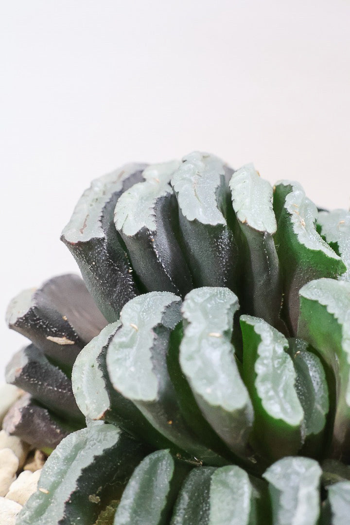 【ハオルチア 玉扇】限定1鉢！ハオルチアの中でも最高峰の硬葉タイプ！フォルムもキモカワで素敵♪