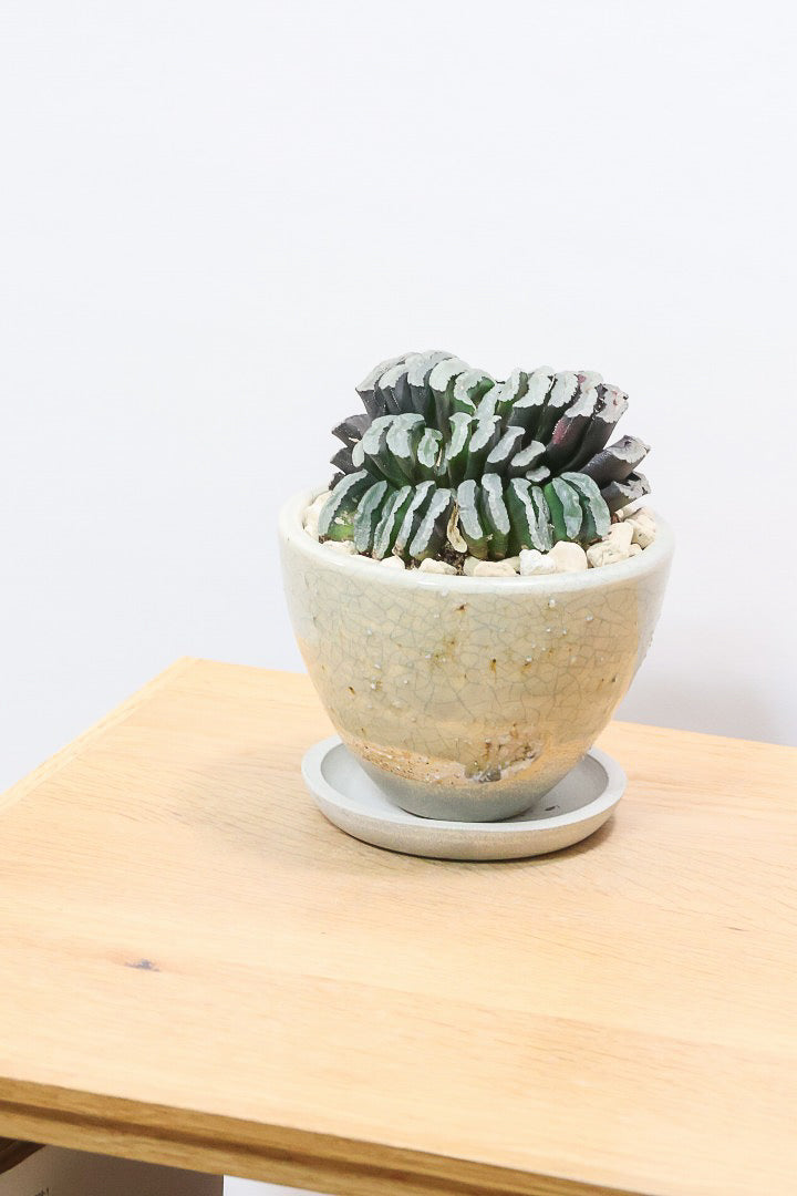 【ハオルチア 玉扇】限定1鉢！ハオルチアの中でも最高峰の硬葉タイプ！フォルムもキモカワで素敵♪