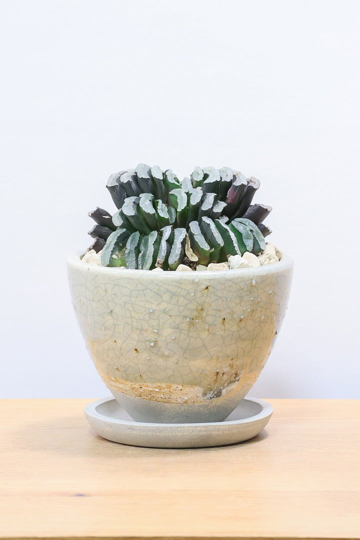 【ハオルチア 玉扇】限定1鉢！ハオルチアの中でも最高峰の硬葉タイプ！フォルムもキモカワで素敵♪