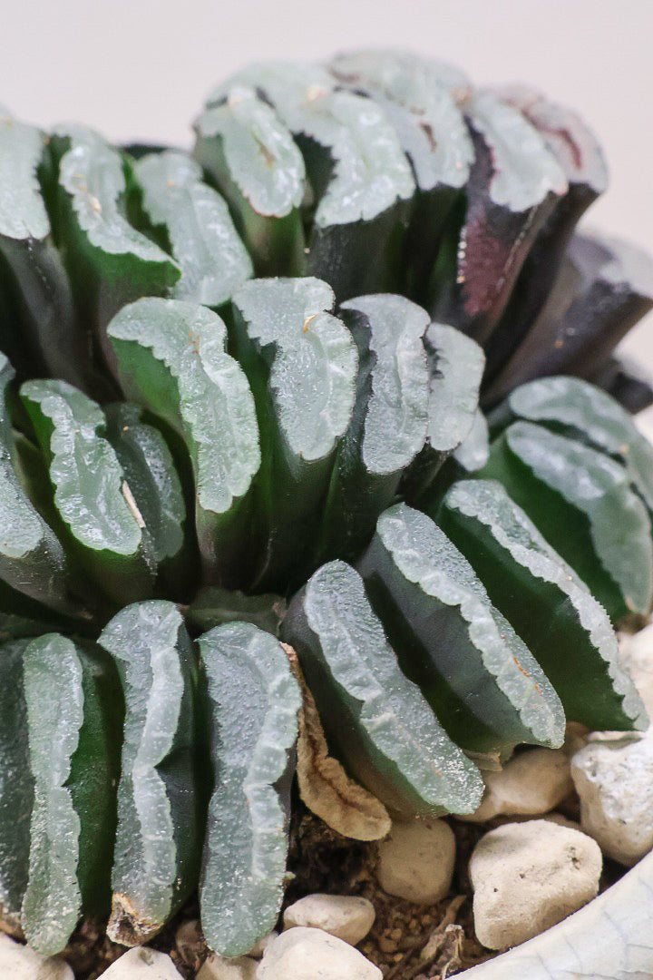 【ハオルチア 玉扇】限定1鉢！ハオルチアの中でも最高峰の硬葉タイプ！フォルムもキモカワで素敵♪