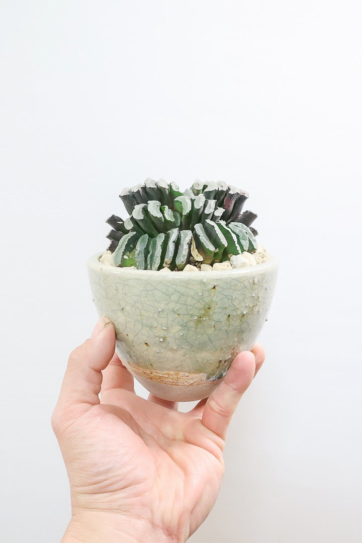 【ハオルチア 玉扇】限定1鉢！ハオルチアの中でも最高峰の硬葉タイプ！フォルムもキモカワで素敵♪