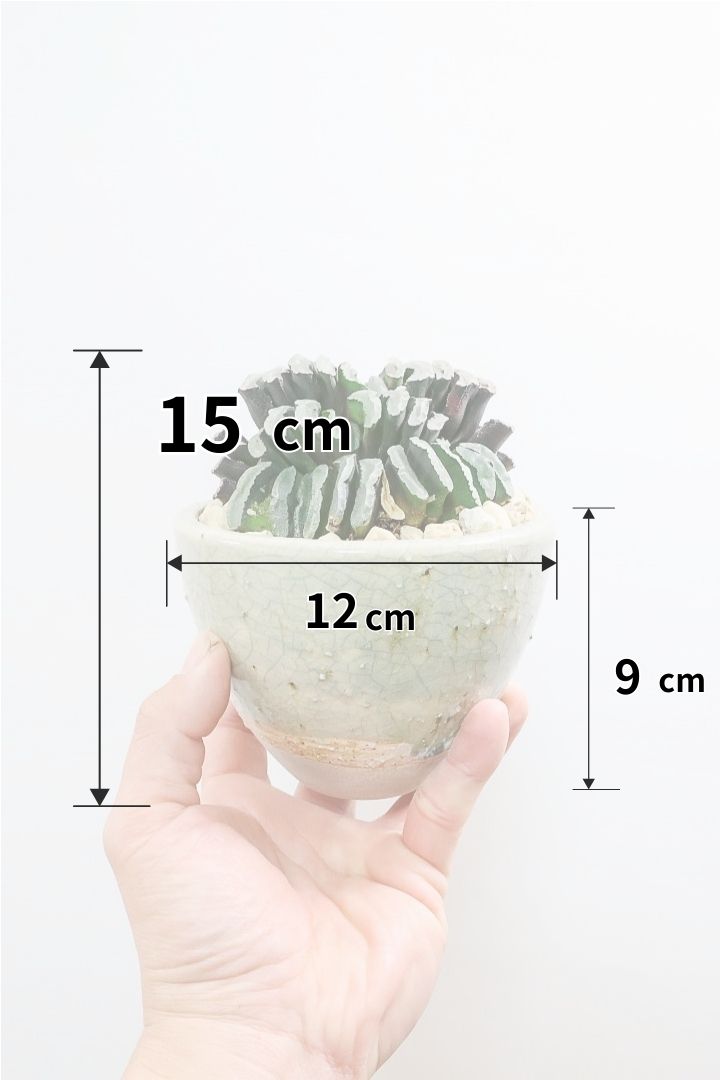 【ハオルチア 玉扇】限定1鉢！ハオルチアの中でも最高峰の硬葉タイプ！フォルムもキモカワで素敵♪