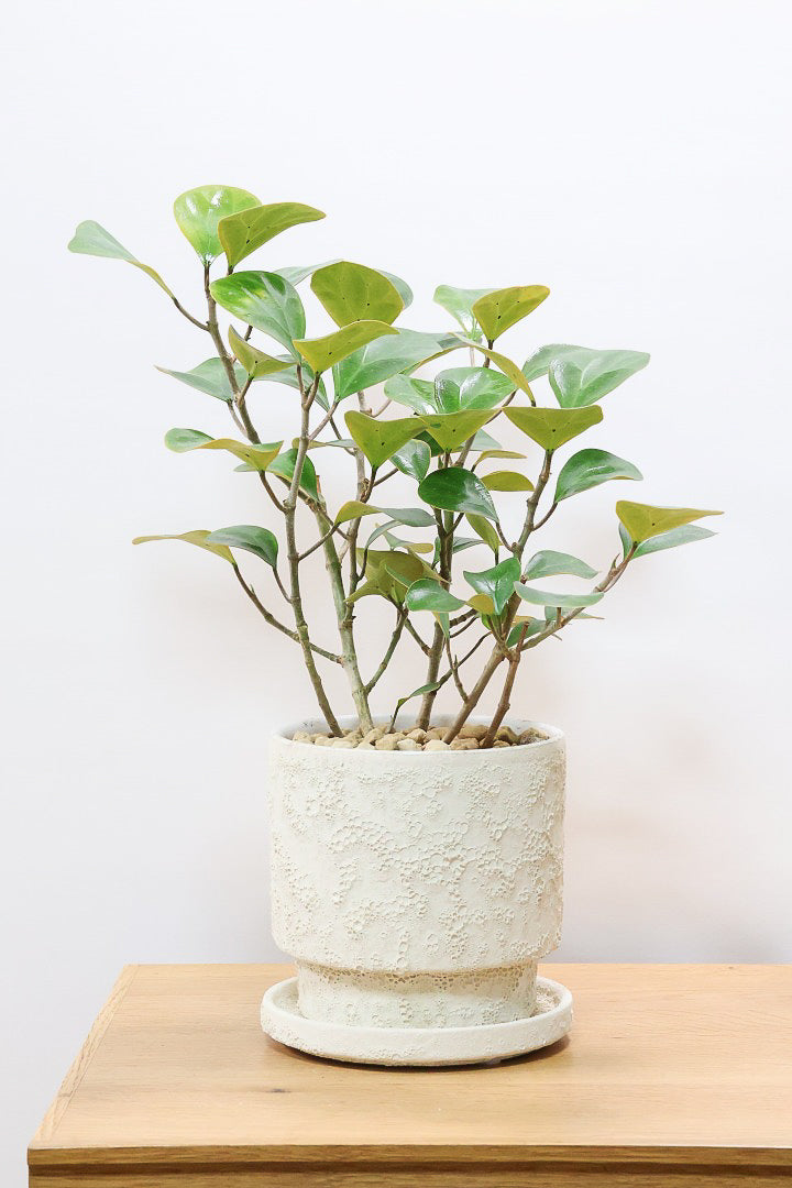 【フィカス ゴールドコイン】とてもバランスの良い姿です！肉厚のかわいい葉が特徴のゴムの木の仲間です！