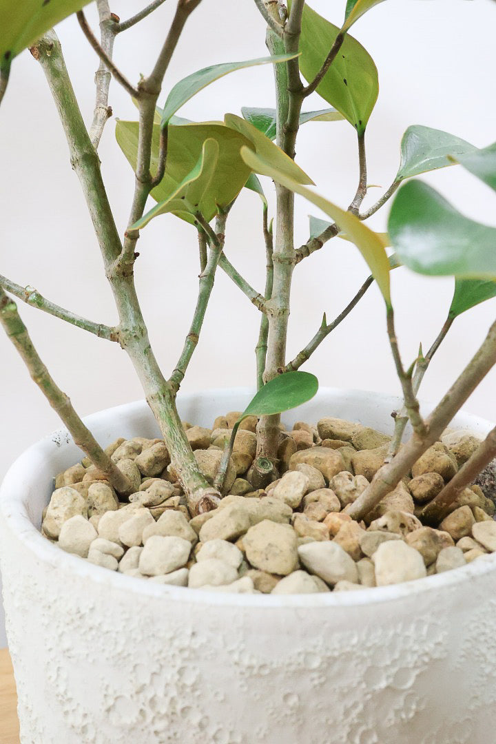 【フィカス ゴールドコイン】とてもバランスの良い姿です！肉厚のかわいい葉が特徴のゴムの木の仲間です！