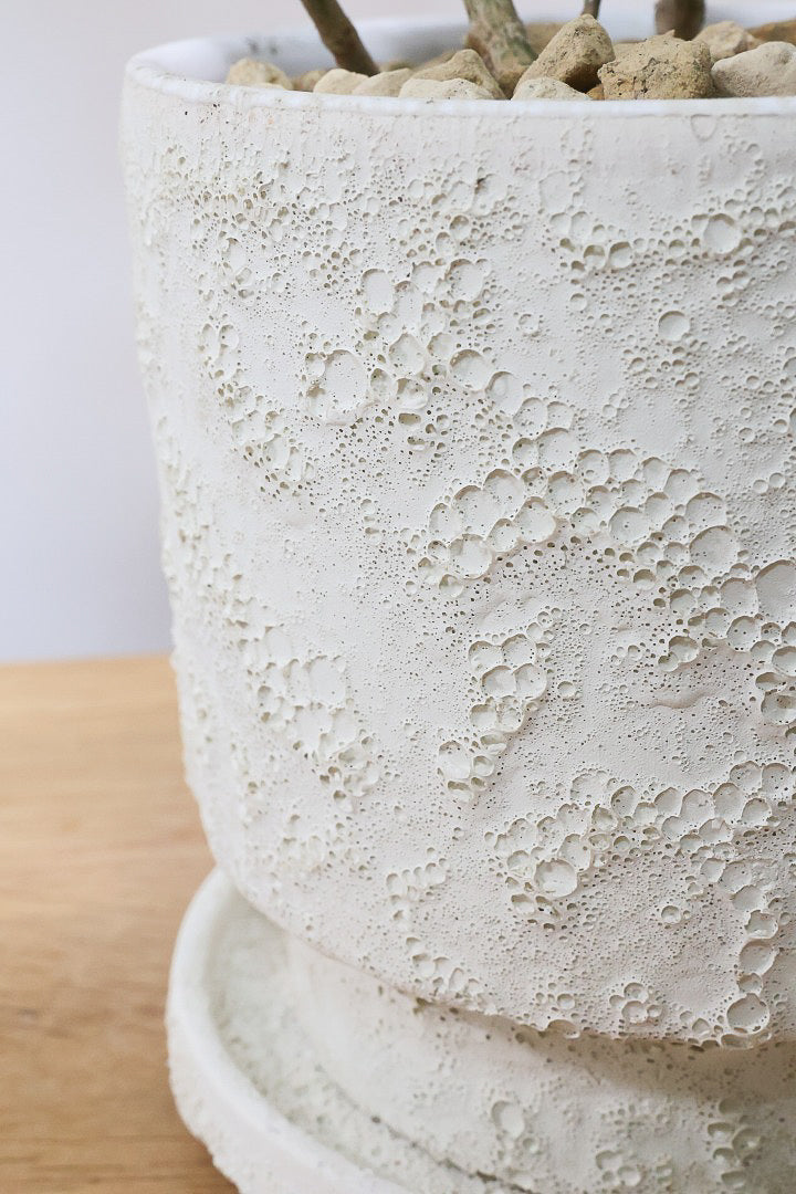 【フィカス ゴールドコイン】とてもバランスの良い姿です！肉厚のかわいい葉が特徴のゴムの木の仲間です！