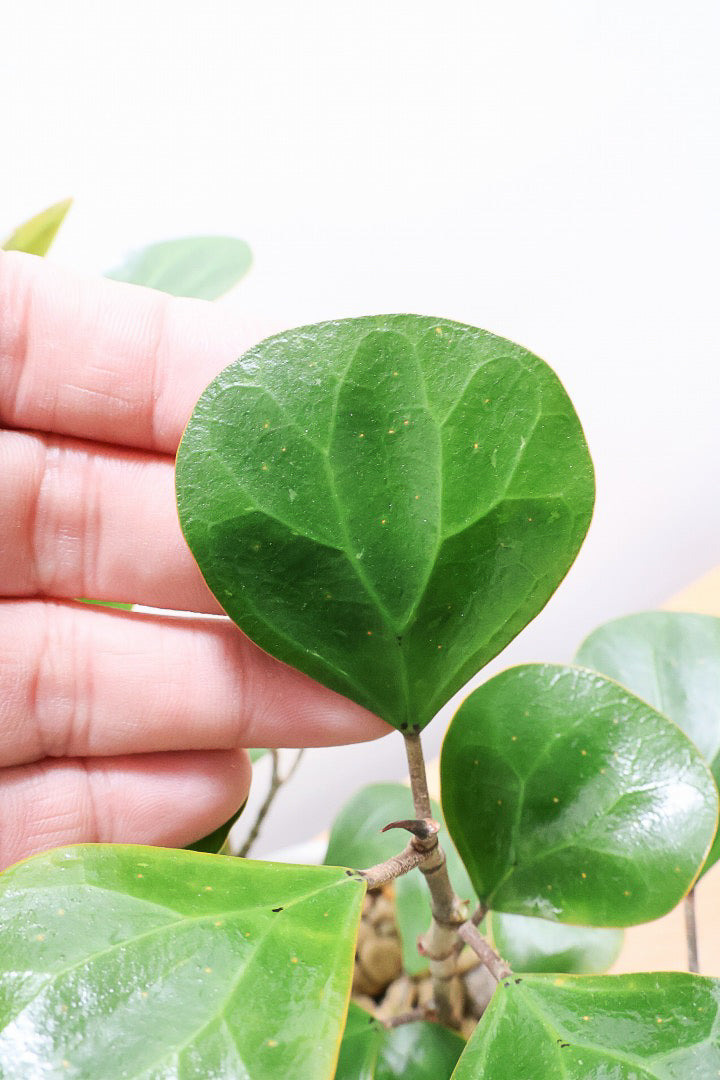 【フィカス ゴールドコイン】とてもバランスの良い姿です！肉厚のかわいい葉が特徴のゴムの木の仲間です！