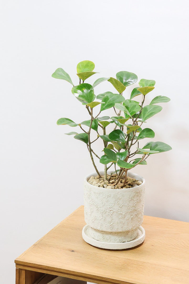 【フィカス ゴールドコイン】とてもバランスの良い姿です！肉厚のかわいい葉が特徴のゴムの木の仲間です！