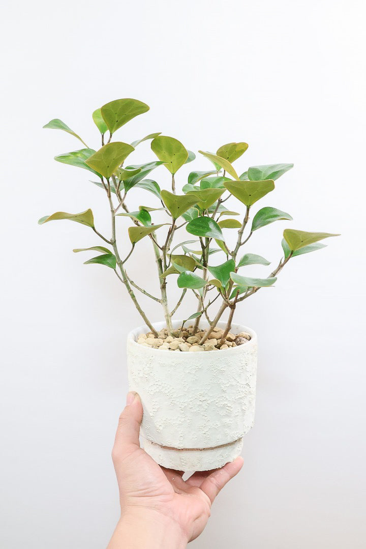 【フィカス ゴールドコイン】とてもバランスの良い姿です！肉厚のかわいい葉が特徴のゴムの木の仲間です！