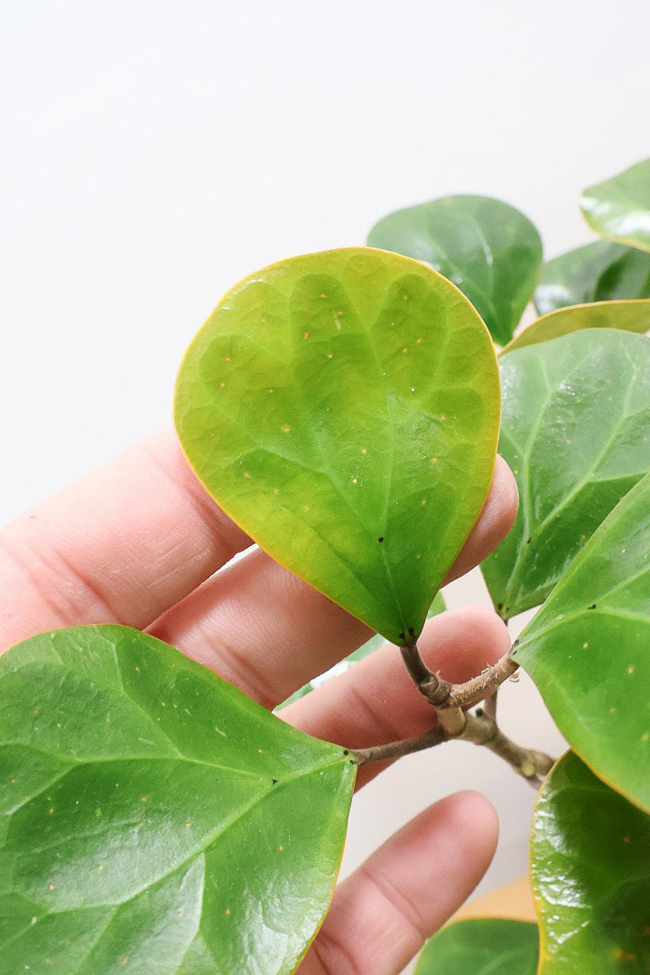 【フィカス ゴールドコイン】とてもバランスの良い姿です！肉厚のかわいい葉が特徴のゴムの木の仲間です！