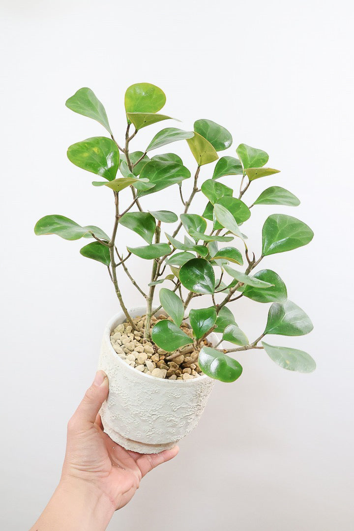 【フィカス ゴールドコイン】とてもバランスの良い姿です！肉厚のかわいい葉が特徴のゴムの木の仲間です！