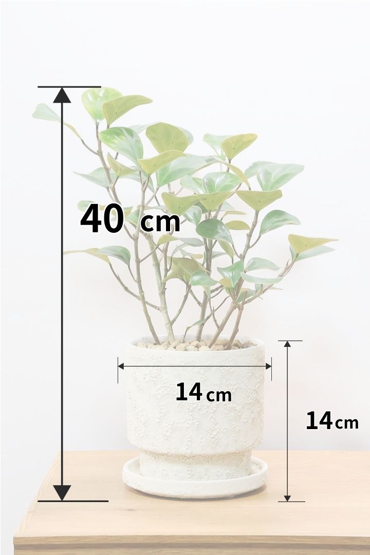 【フィカス ゴールドコイン】とてもバランスの良い姿です！肉厚のかわいい葉が特徴のゴムの木の仲間です！