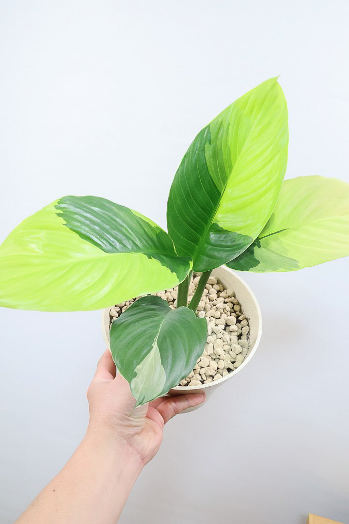 【スパティフィラム  センセーション オーレア バリエガタ】生産者さんのハウスでイイ個体を選んできました！良い色出てます！このサイズ感でここまで斑が美しいものは希少ですよ！