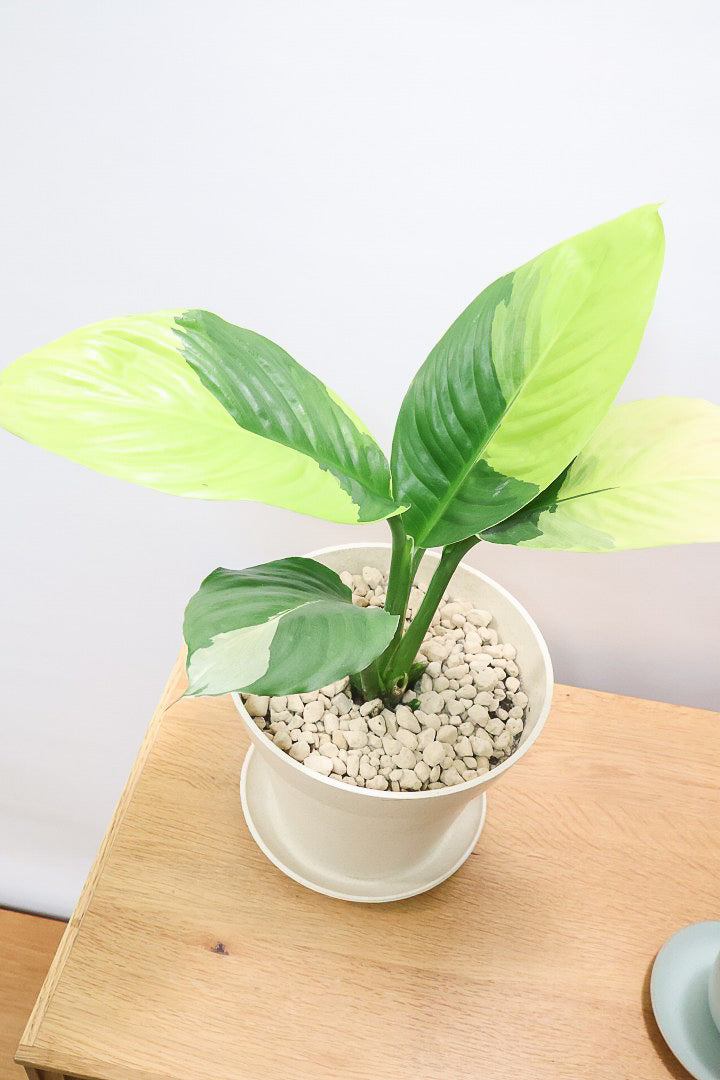 【スパティフィラム  センセーション オーレア バリエガタ】生産者さんのハウスでイイ個体を選んできました！良い色出てます！このサイズ感でここまで斑が美しいものは希少ですよ！