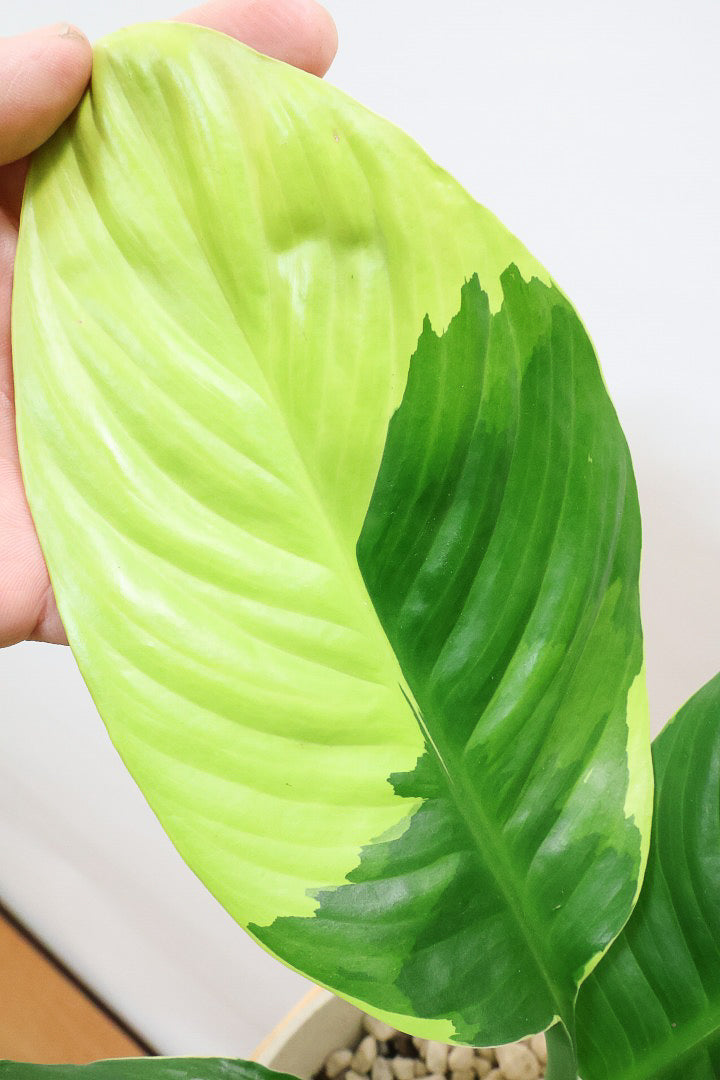 【スパティフィラム  センセーション オーレア バリエガタ】生産者さんのハウスでイイ個体を選んできました！良い色出てます！このサイズ感でここまで斑が美しいものは希少ですよ！