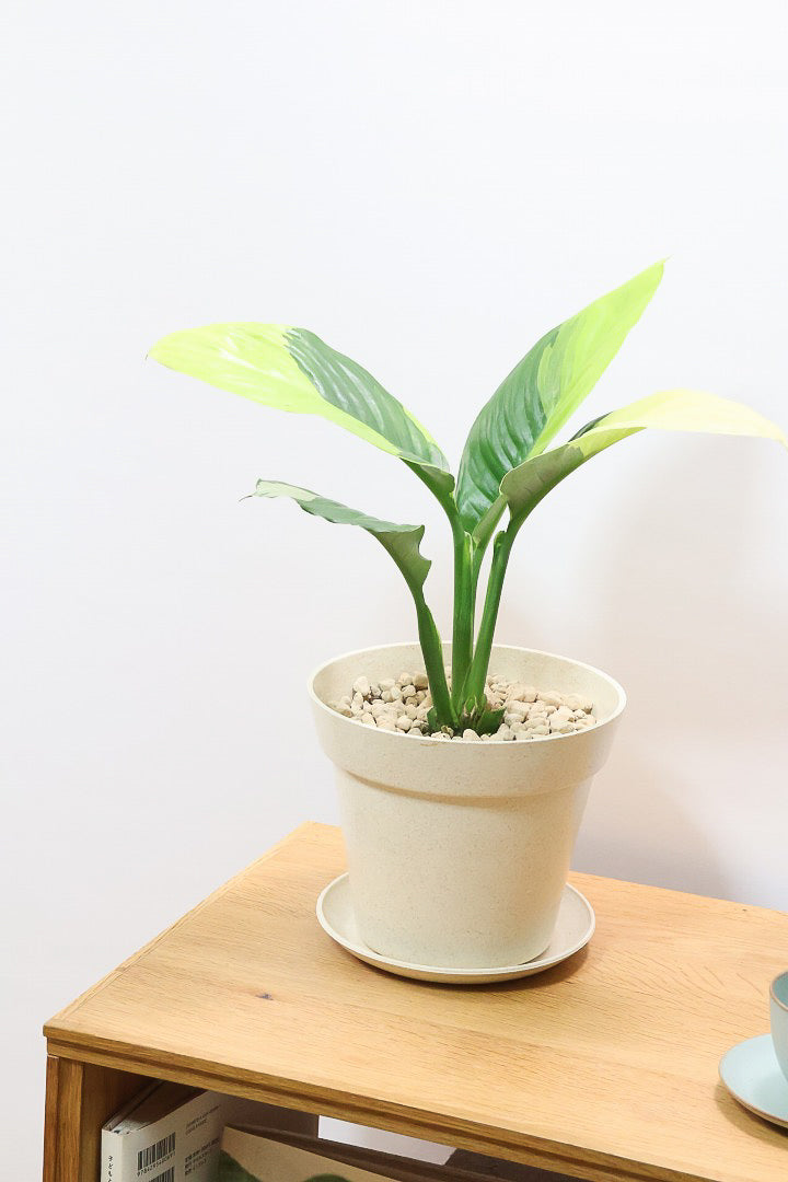 【スパティフィラム  センセーション オーレア バリエガタ】生産者さんのハウスでイイ個体を選んできました！良い色出てます！このサイズ感でここまで斑が美しいものは希少ですよ！