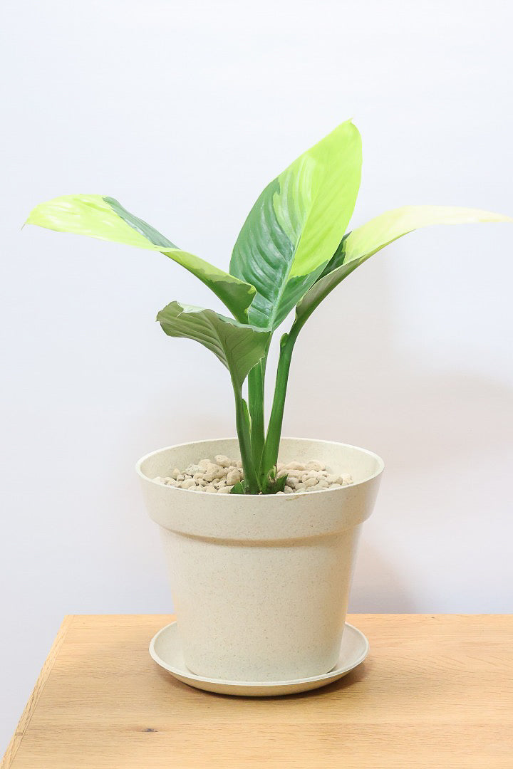 【スパティフィラム  センセーション オーレア バリエガタ】生産者さんのハウスでイイ個体を選んできました！良い色出てます！このサイズ感でここまで斑が美しいものは希少ですよ！