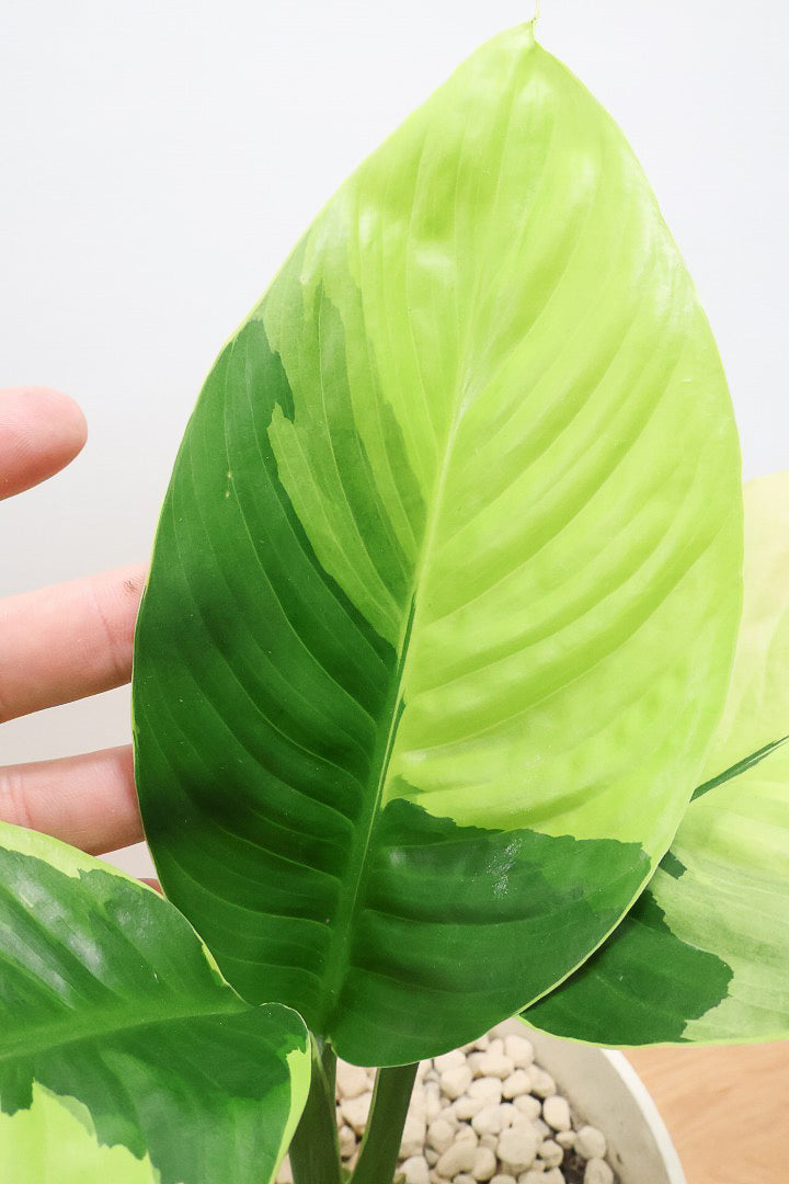 【スパティフィラム  センセーション オーレア バリエガタ】生産者さんのハウスでイイ個体を選んできました！良い色出てます！このサイズ感でここまで斑が美しいものは希少ですよ！