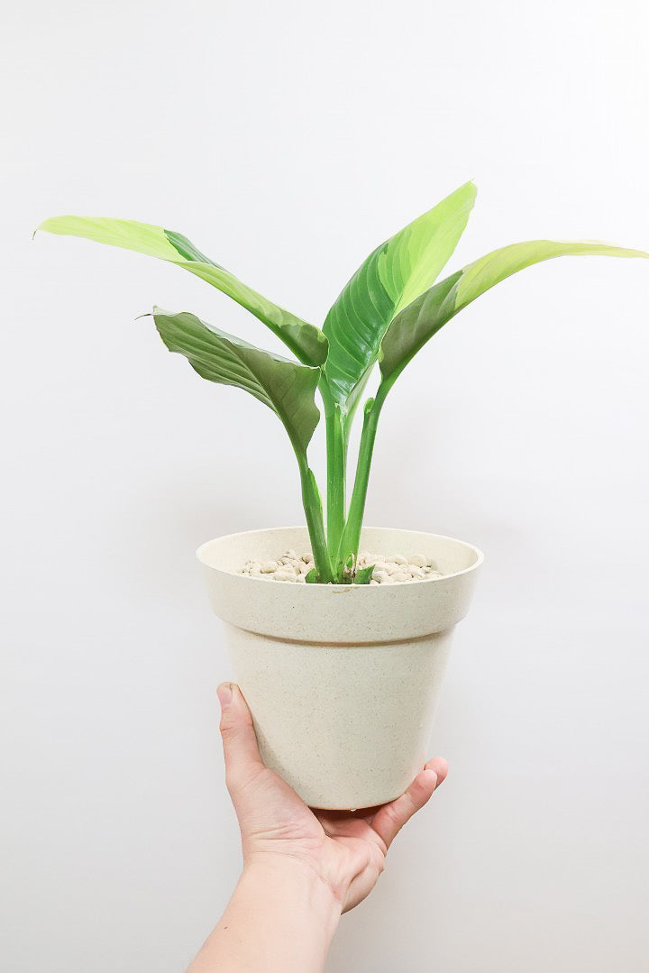 【スパティフィラム  センセーション オーレア バリエガタ】生産者さんのハウスでイイ個体を選んできました！良い色出てます！このサイズ感でここまで斑が美しいものは希少ですよ！