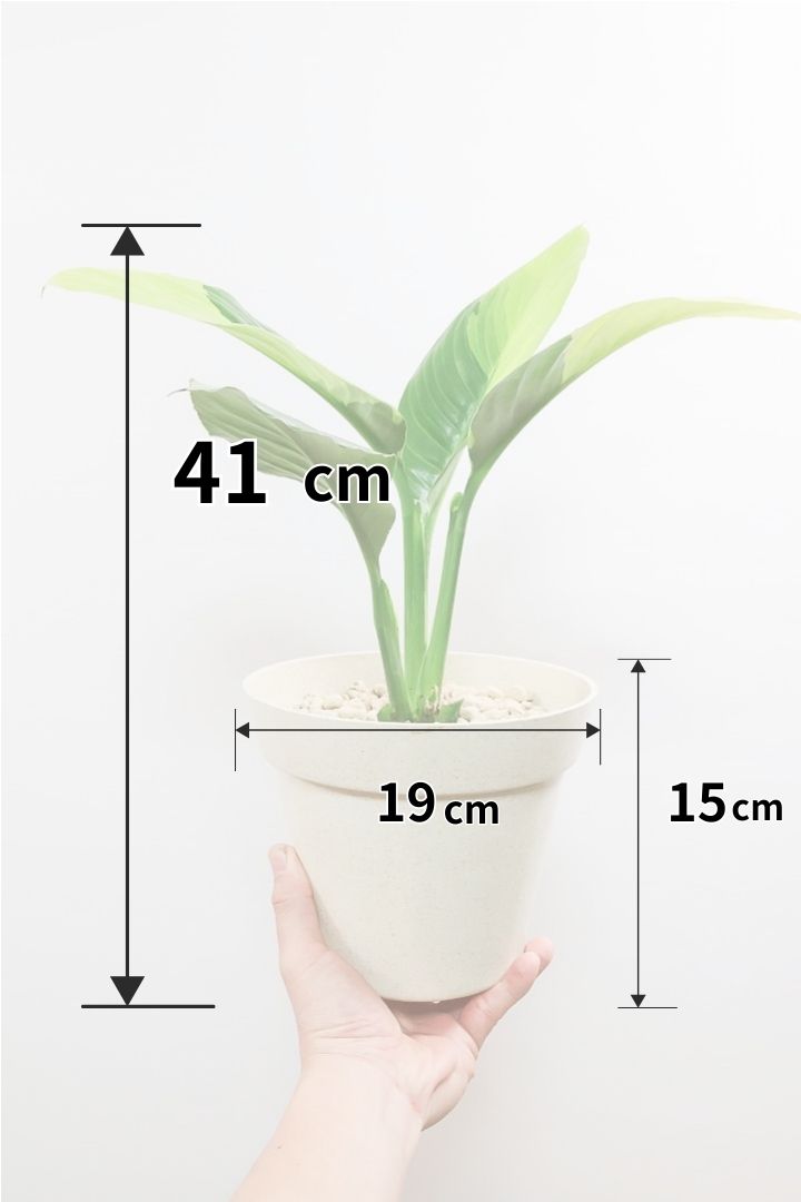 【スパティフィラム  センセーション オーレア バリエガタ】生産者さんのハウスでイイ個体を選んできました！良い色出てます！このサイズ感でここまで斑が美しいものは希少ですよ！