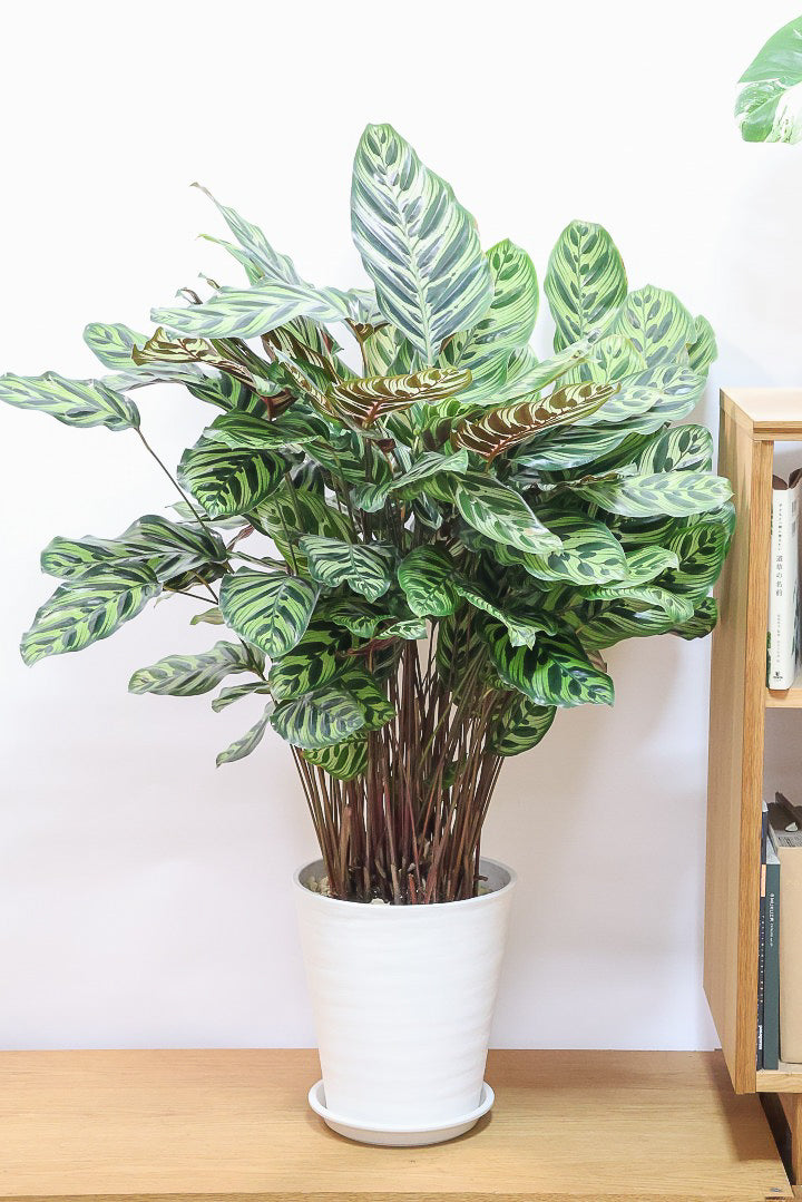 【カラテア マコヤナ】ご要望の多かったプラスチックPOT！このボリュームは圧巻です！葉のコントラストが美しい！品質は絶対的な自信があります！