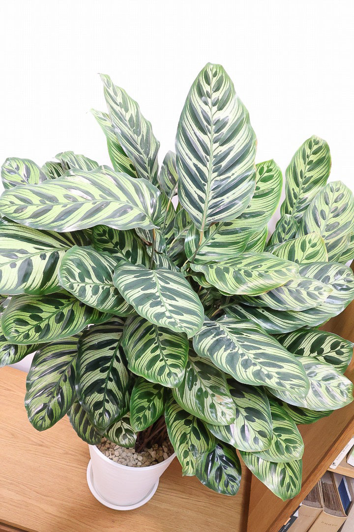 【カラテア マコヤナ】ご要望の多かったプラスチックPOT！このボリュームは圧巻です！葉のコントラストが美しい！品質は絶対的な自信があります！