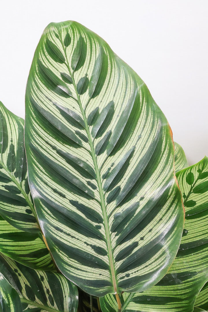 【カラテア マコヤナ】ご要望の多かったプラスチックPOT！このボリュームは圧巻です！葉のコントラストが美しい！品質は絶対的な自信があります！