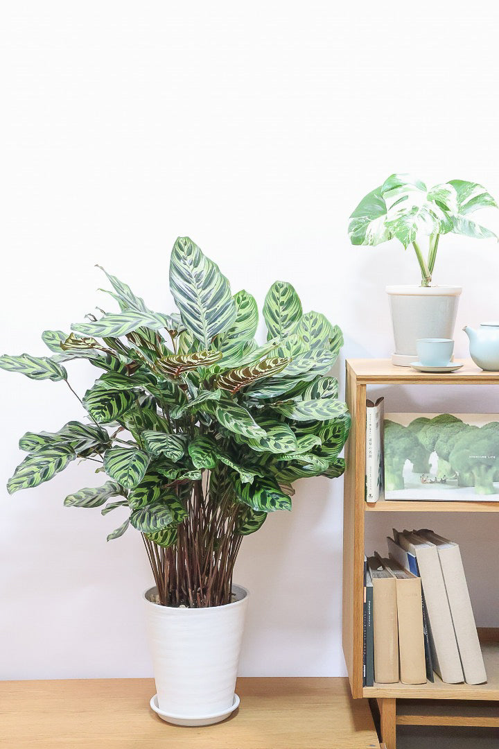 【カラテア マコヤナ】ご要望の多かったプラスチックPOT！このボリュームは圧巻です！葉のコントラストが美しい！品質は絶対的な自信があります！