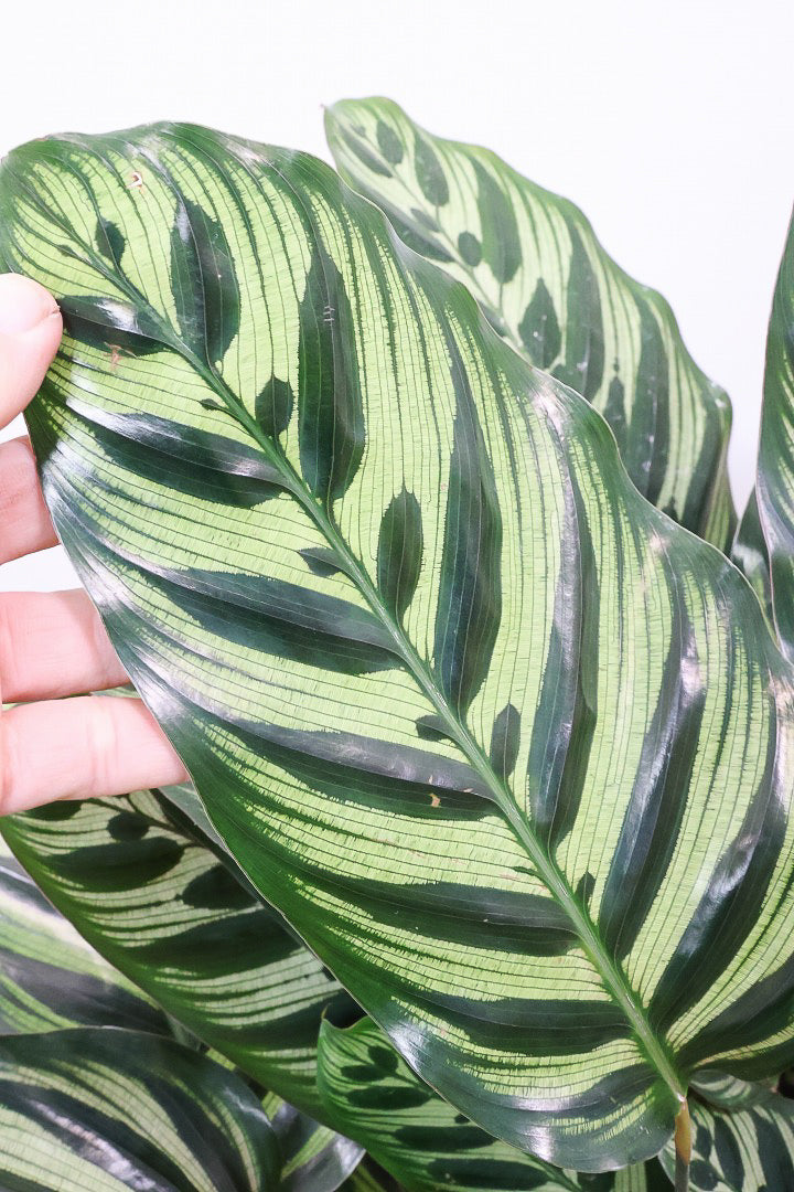 【カラテア マコヤナ】ご要望の多かったプラスチックPOT！このボリュームは圧巻です！葉のコントラストが美しい！品質は絶対的な自信があります！