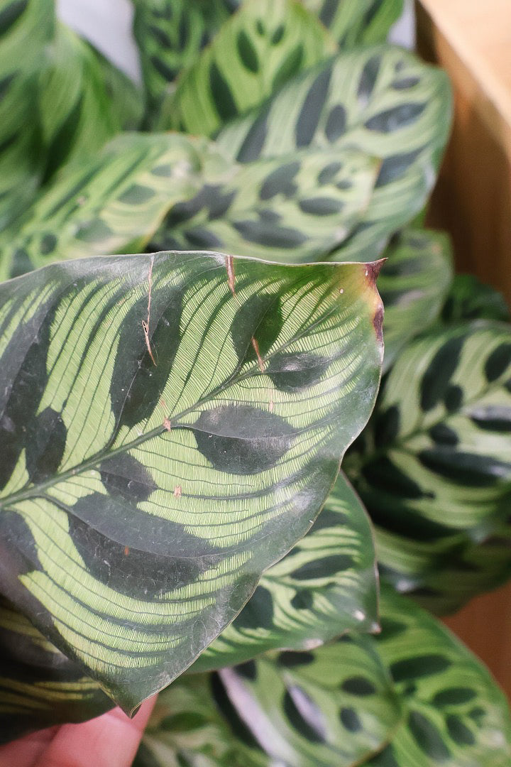 【カラテア マコヤナ】ご要望の多かったプラスチックPOT！このボリュームは圧巻です！葉のコントラストが美しい！品質は絶対的な自信があります！