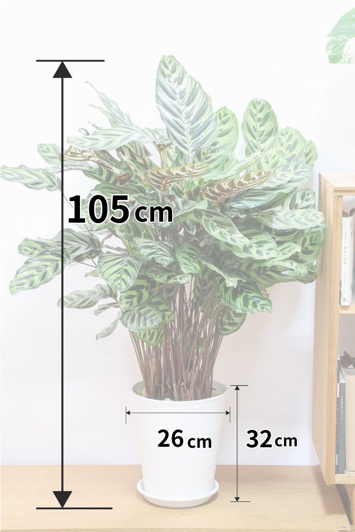 【カラテア マコヤナ】ご要望の多かったプラスチックPOT！このボリュームは圧巻です！葉のコントラストが美しい！品質は絶対的な自信があります！