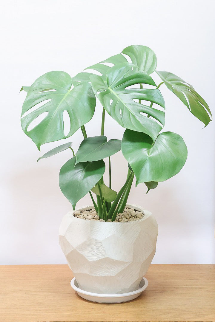 【モンステラ】かなり久々の入荷！久々に良い樹形のモノが入荷しました！POTのデザインもスタイリッシュ！