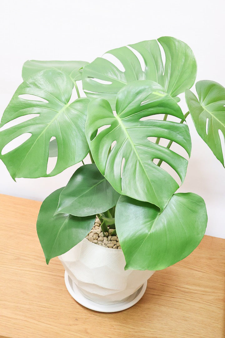 【モンステラ】かなり久々の入荷！久々に良い樹形のモノが入荷しました！POTのデザインもスタイリッシュ！