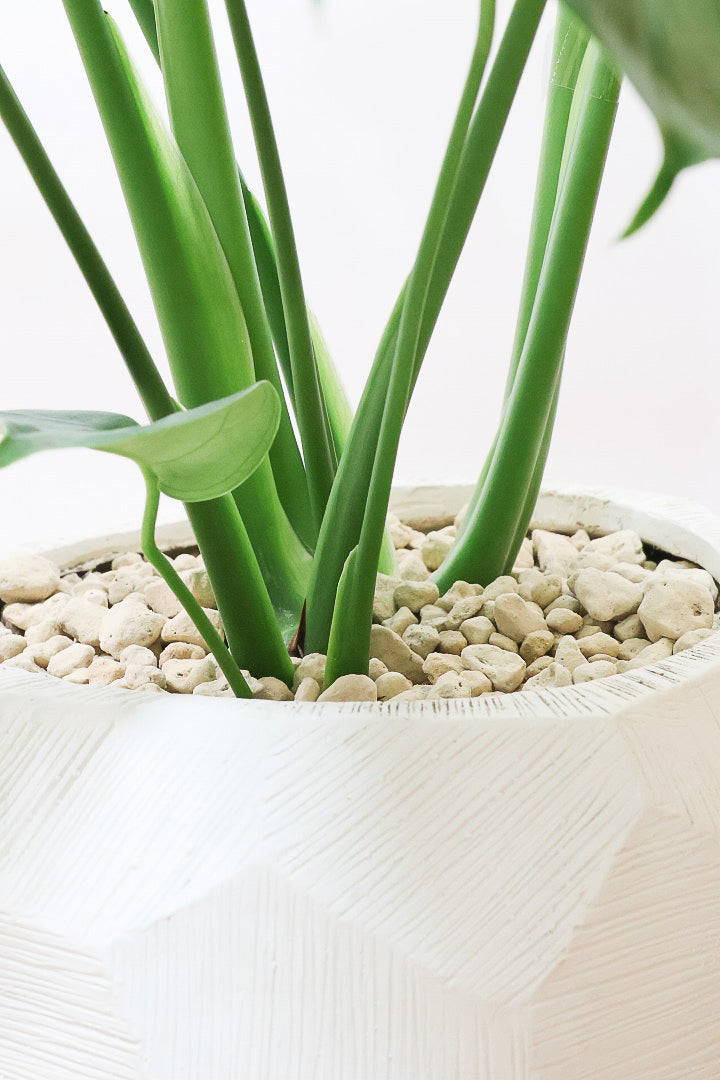 【モンステラ】かなり久々の入荷！久々に良い樹形のモノが入荷しました！POTのデザインもスタイリッシュ！