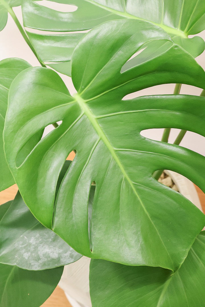 【モンステラ】かなり久々の入荷！久々に良い樹形のモノが入荷しました！POTのデザインもスタイリッシュ！